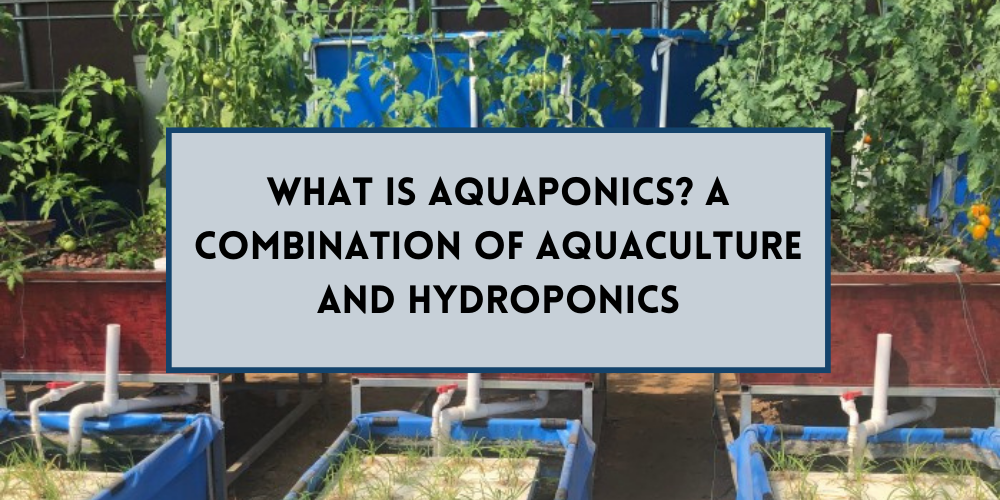 What is Aquaponics? A Combination of Aquaculture and Hydroponics