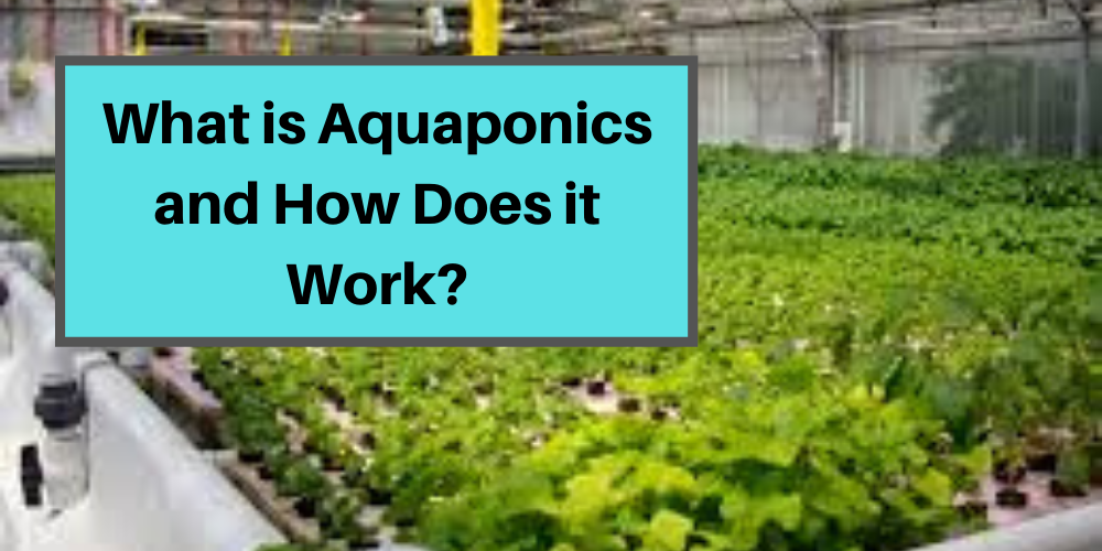 Aquaponics System