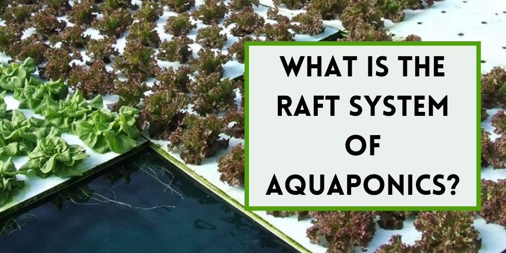 What is the Raft System of Aquaponics?