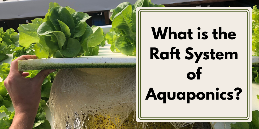 What is the Raft System of Aquaponics?