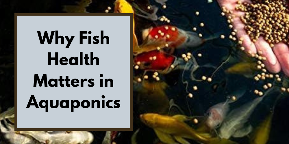 Why Fish Health Matters in Aquaponics