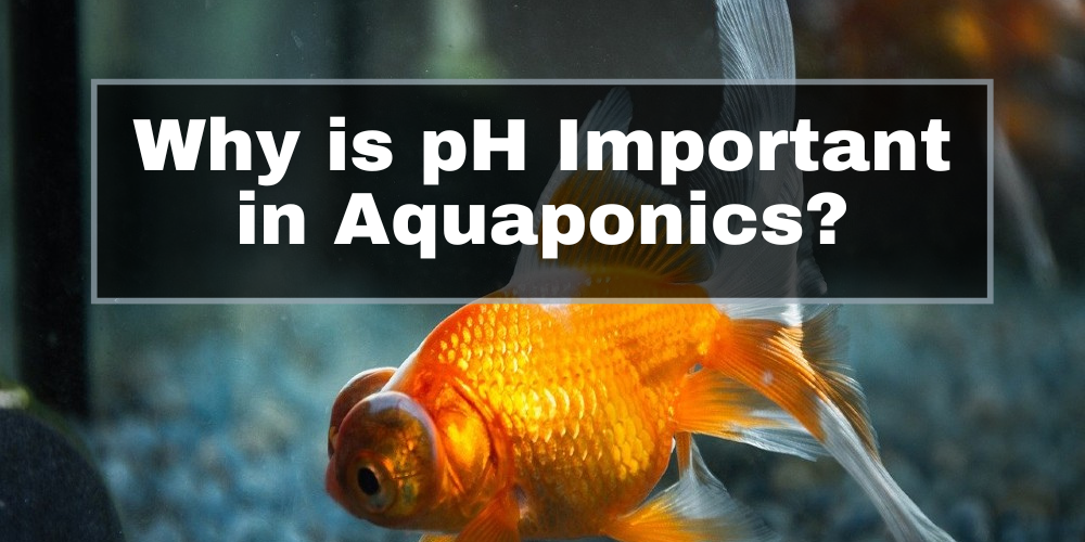 The Importance of pH in Aquaponics