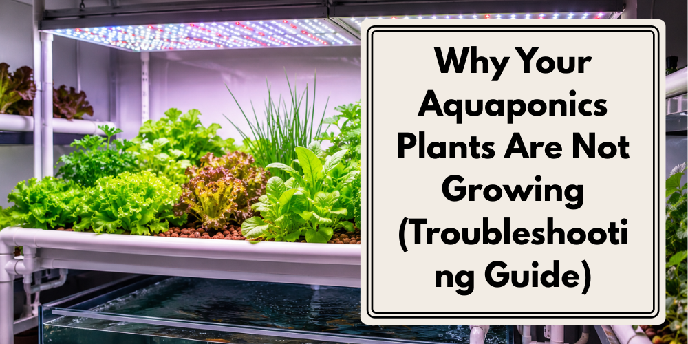 Why Your Aquaponics Plants Are Not Growing (Troubleshooting Guide)