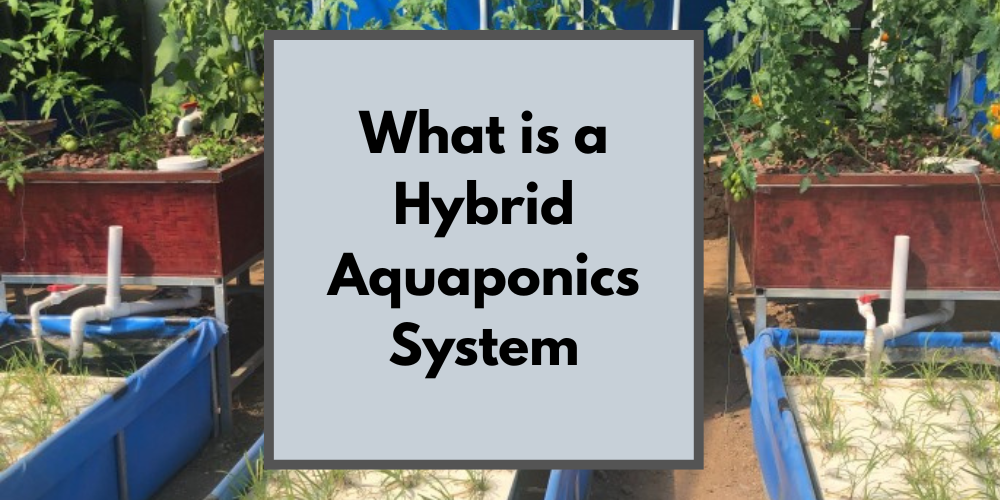  What is a Hybrid Aquaponics System