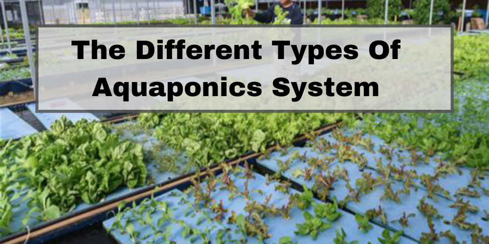 The Different Types of Aquaponics System