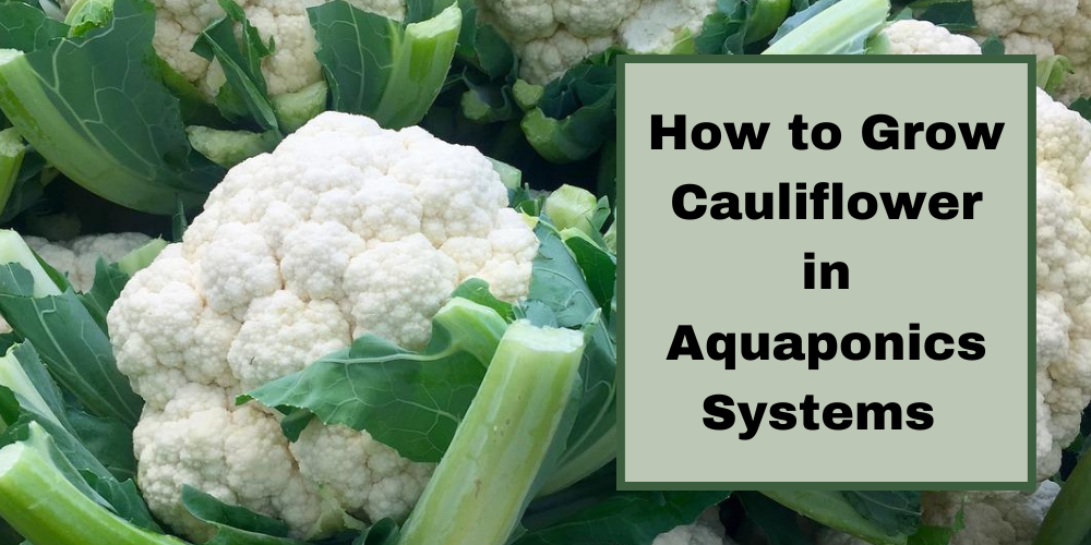How to Grow Cauliflower in Aquaponics Systems