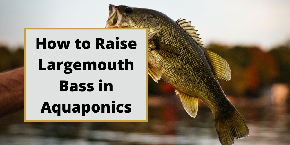 How to Raise Largemouth Bass in Aquaponics