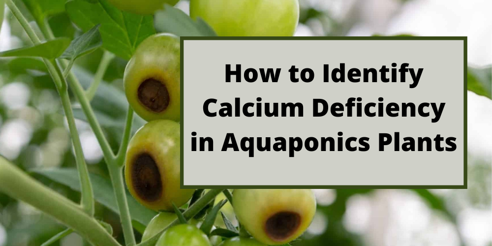 How to Identify and Treat Calcium Deficiency in Aquaponics Plants