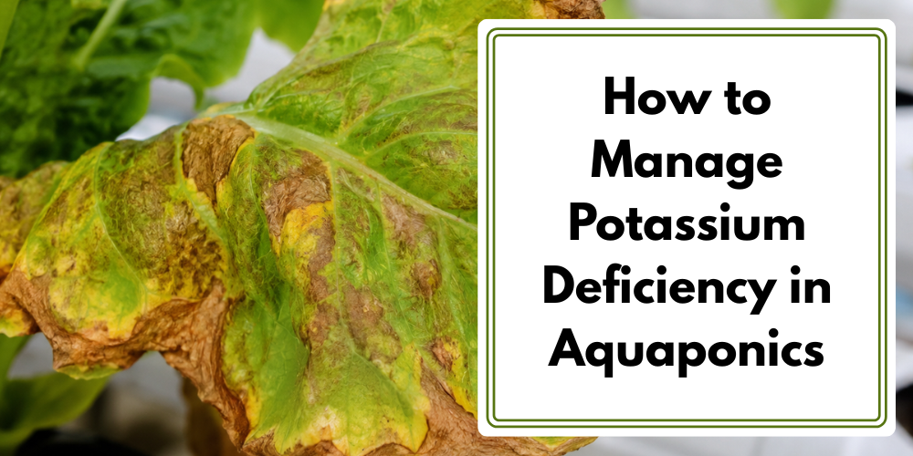 Potassium Deficiency In Aquaponics Plants