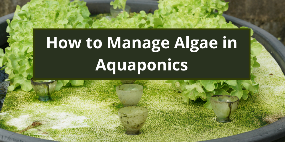 How to Manage Algae in Aquaponics
