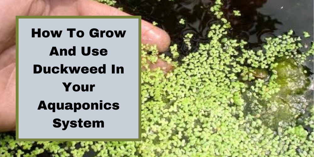How To Grow And Use Duckweed In Your Aquaponics System