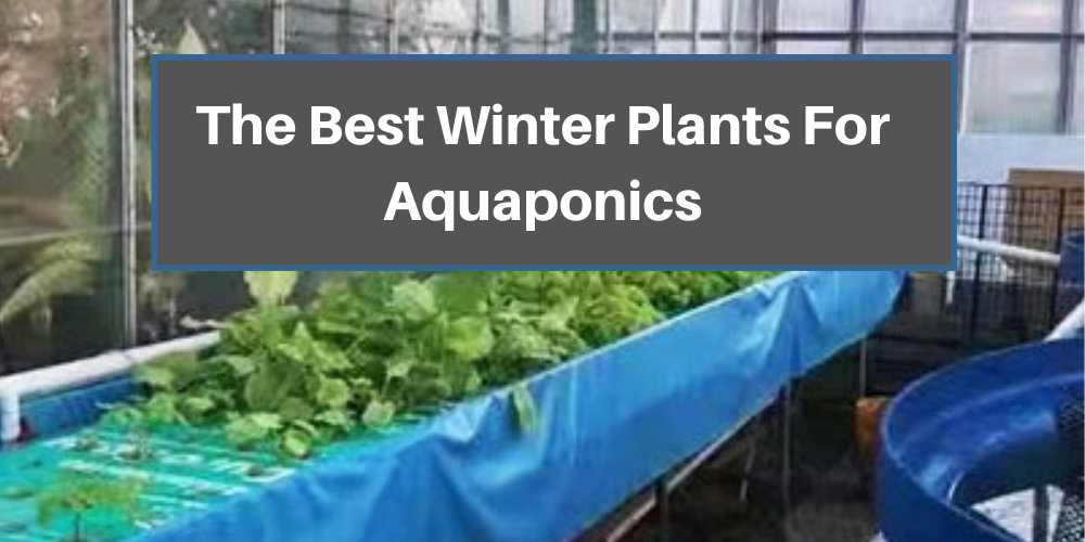 The Best Winter Plants For Aquaponics