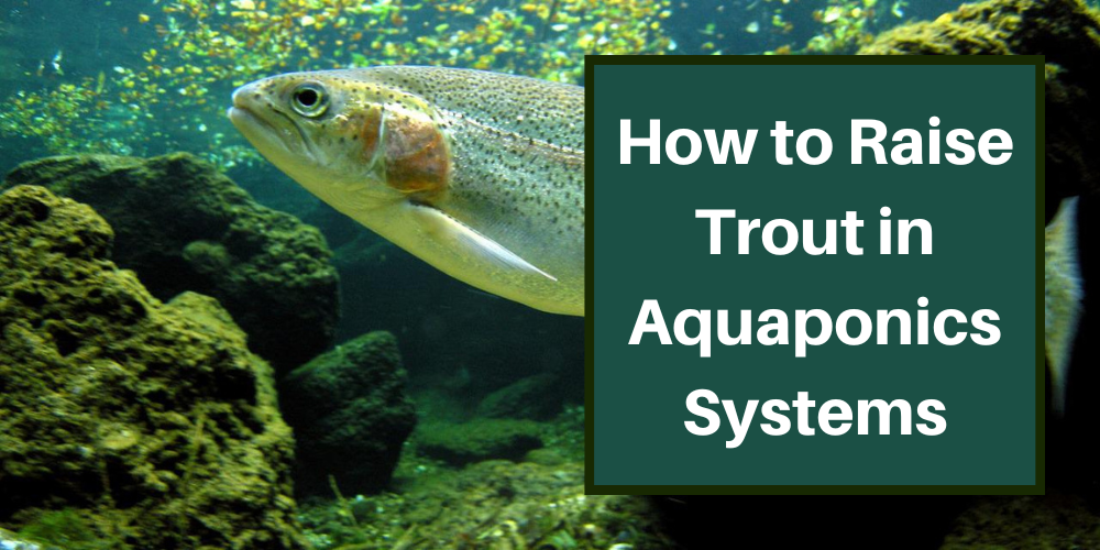 How to Raise Trout in Aquaponics Systems