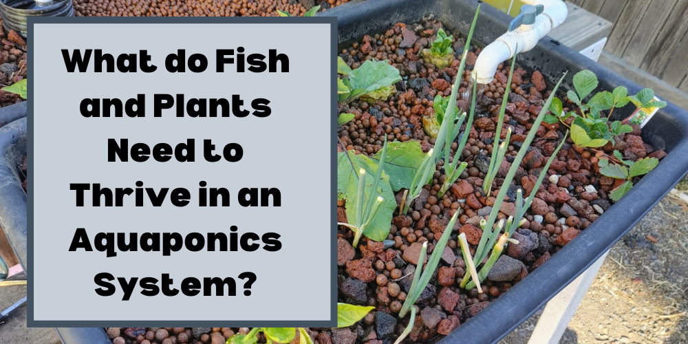 What Do Fish & Plants Need to Thrive in an Aquaponics System?