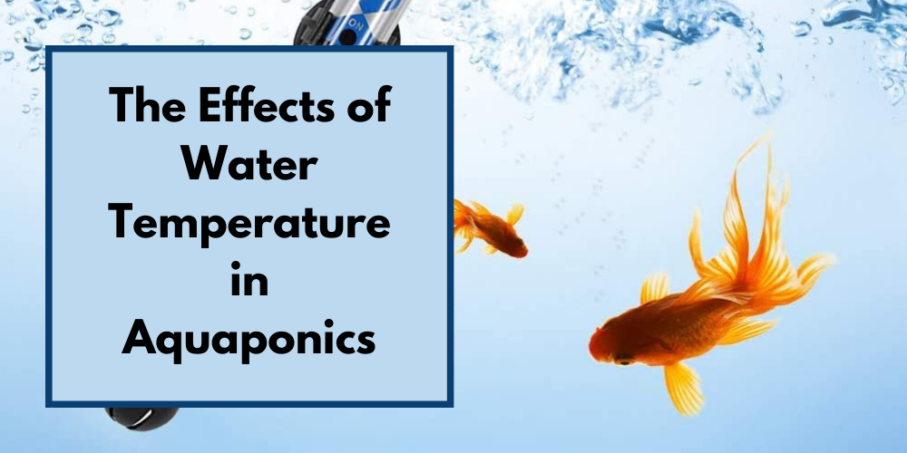 The Effects of Water Temperature in Aquaponics