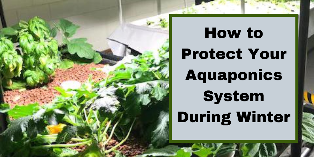 The Ultimate Aquaponics Beginner’s Guide - Go Green Aquaponics