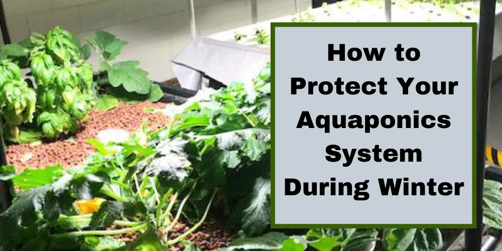 How to Protect Your Aquaponics System During Winter