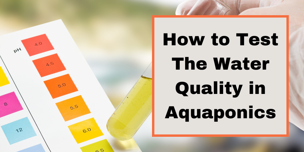 How to Test Water Quality in Aquaponics