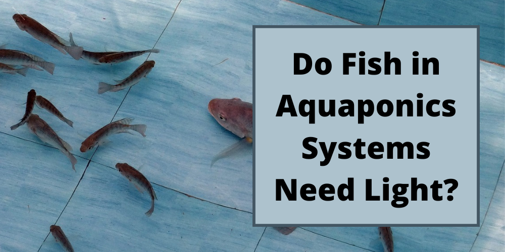 Do Fish in Aquaponics Systems Need Light?