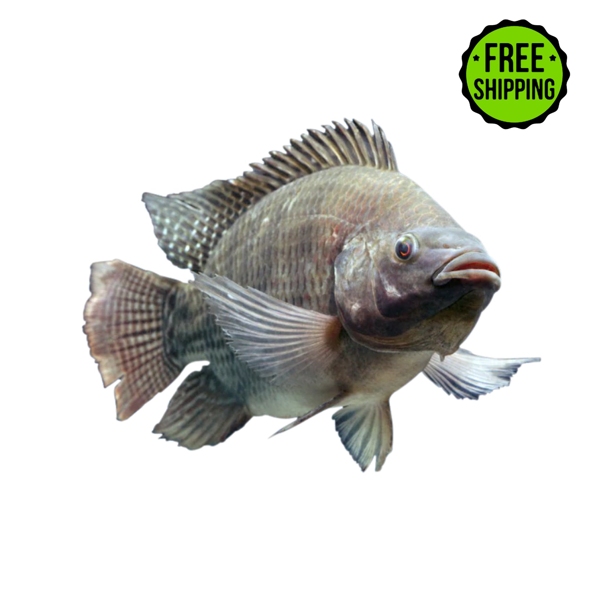 A BLUE TILAPIA BREEDING COLONY with the words free shipping on it, from Tilapia Depot.