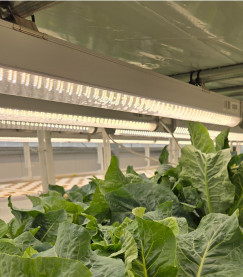 Green leafy vegetables thrive under TAS Boost LED lights in a climate-controlled indoor farm, enhanced by secure TAS Boost and Infinity Interconnection Clips.