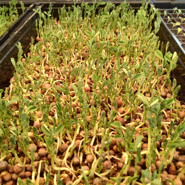 Close-up of young green seedlings and microgreens thriving in a TAS Slotted Garden Tray 10″ x 20″ filled with small brown pellets.