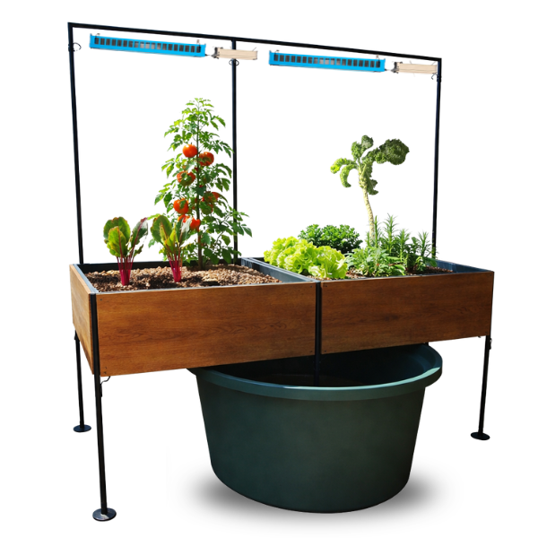 The TAS Harmony Aquaponic System features two soil-filled raised garden beds with metal frames and overhead grow lights, positioned above a large green water container for efficient indoor vegetable gardening.