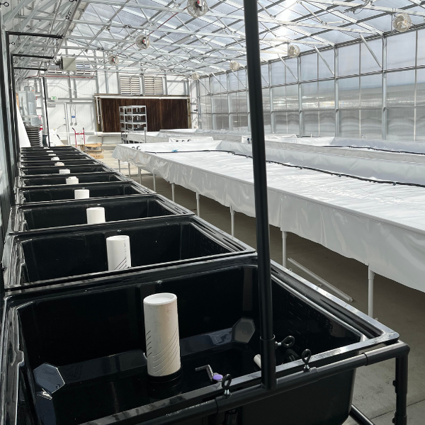 A large greenhouse with rows of black tubs, featuring effective drainage and filled with TAS Locked-in Media Guard.