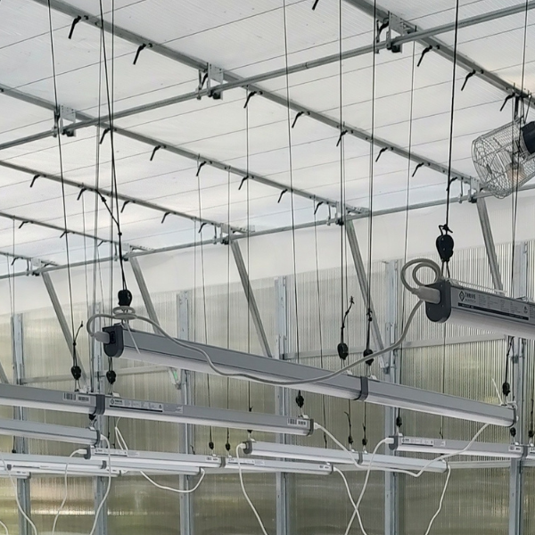 Ceiling of a greenhouse featuring multiple TAS Boost LED lights, visible support cables and wires, with a mounted fan and Boost and Infinity Power Interconnection Cable by TAS.