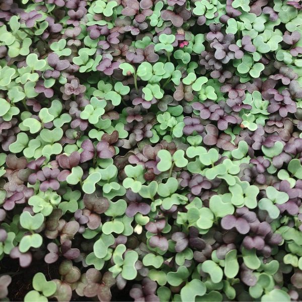 The dense green and purple microgreens, with their rounded leaves, thrive from successful seed germination nestled in TAS Slotted Garden Trays 10″ x 10″.