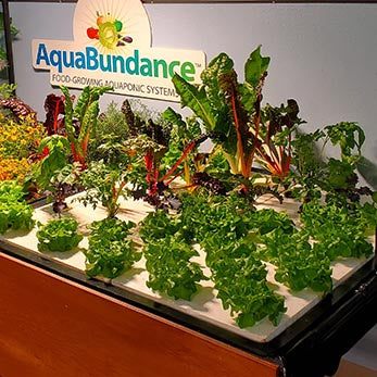 aquaponic succulents AquaBundance Raft Boards