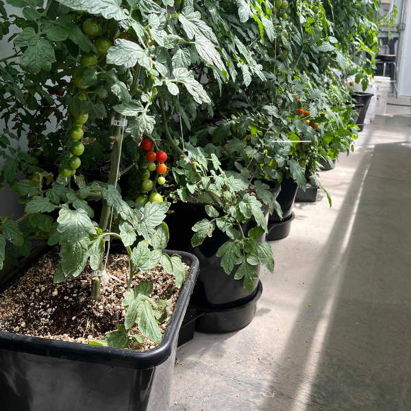 A row of black pots with delicious tomatoes growing in them using the TAS AutoPot Bucket 1XL Module, perfect for root and vining crops.