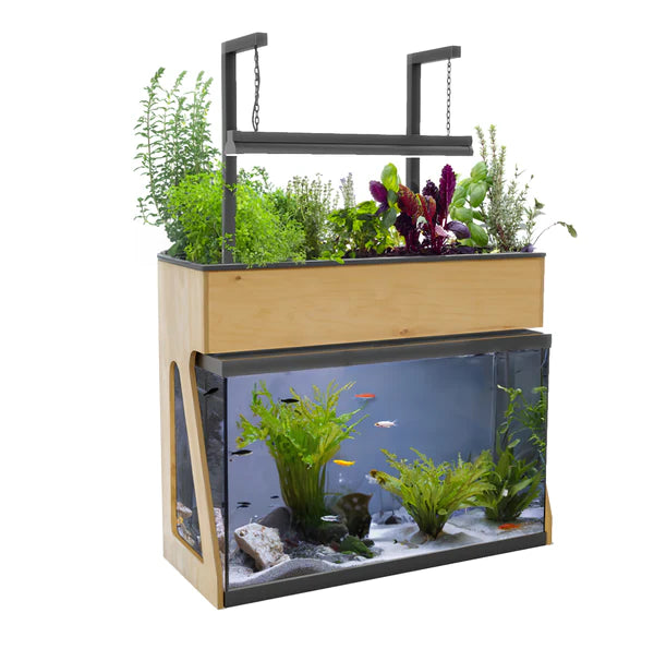An AquaSprouts Garden-29 Gallons with plants on top of a GGAAZN fish tank.