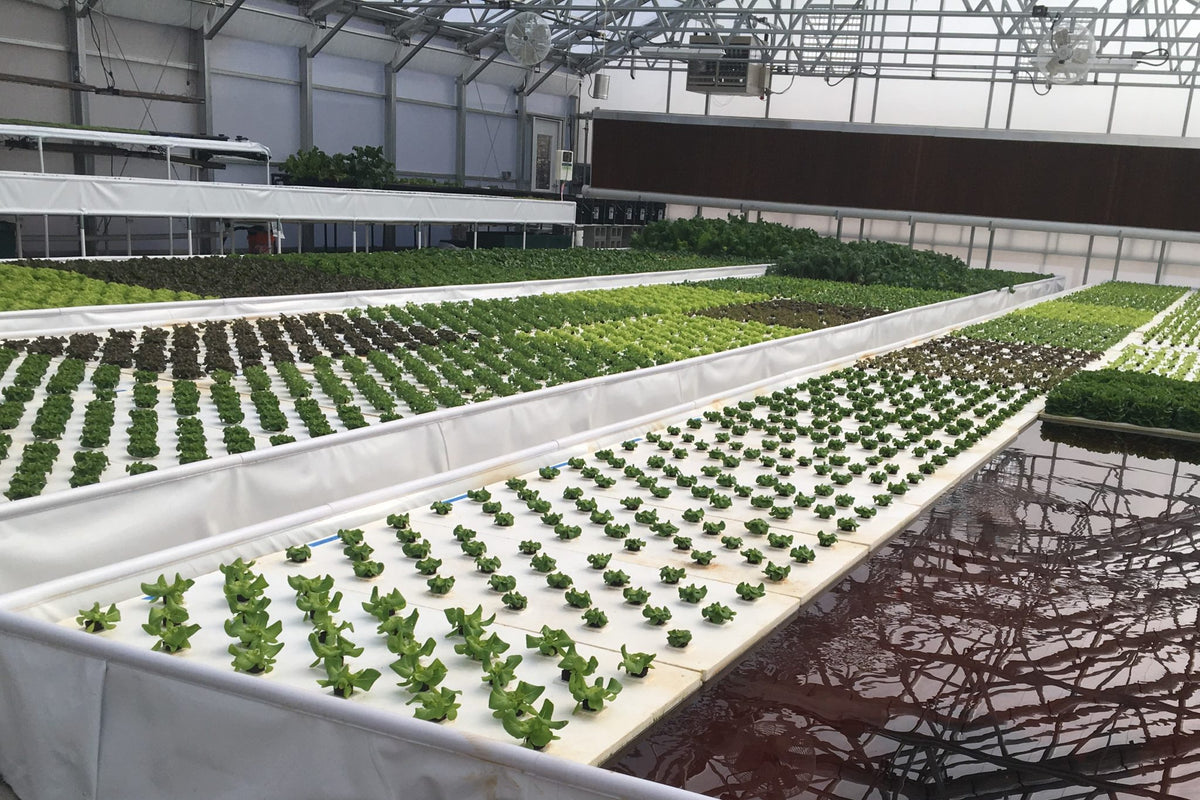 A hydroponic greenhouse using Aquaponics For Life deep water culture with rows of plants, including lettuce on Deep Water Culture Raft Boards.