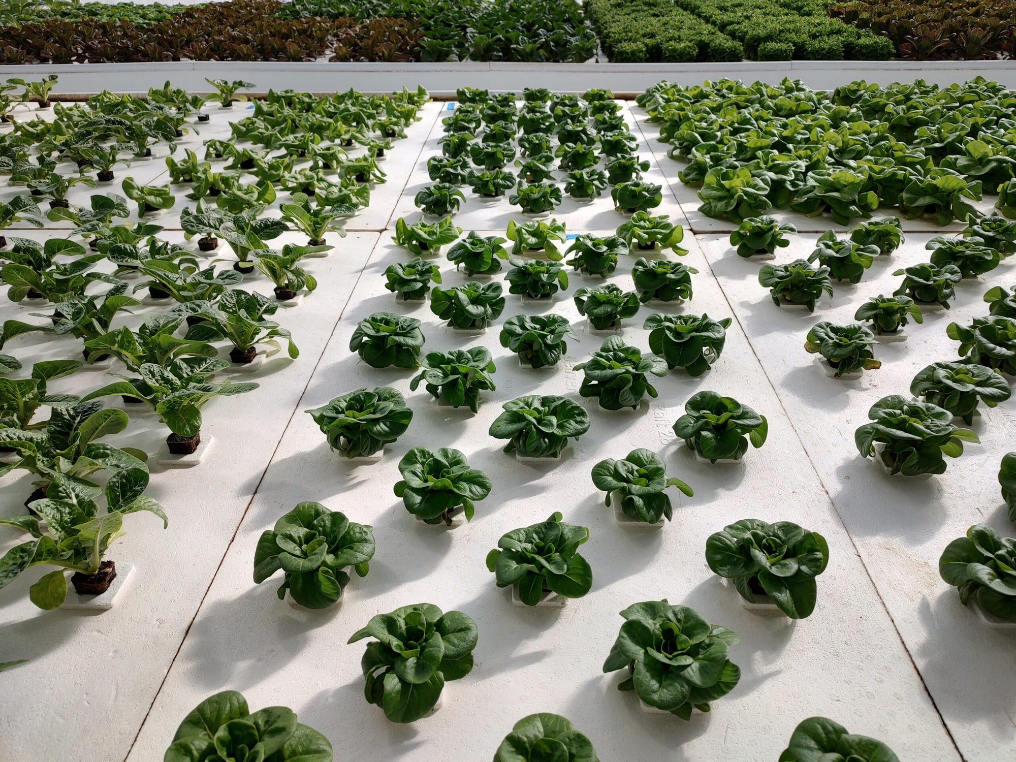 A row of Aquaponics For Life Deep Water Culture Raft Boards lettuce plants in a greenhouse.