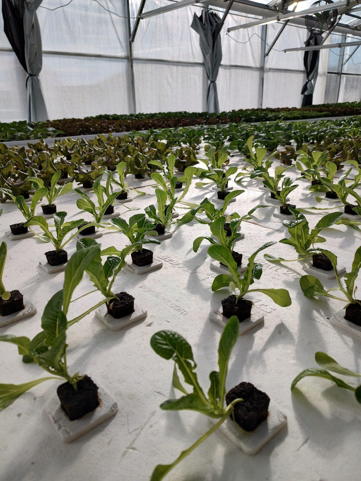 A hydroponic greenhouse with plants growing in deep water culture using Deep Water Culture Raft Boards by Aquaponics For Life.