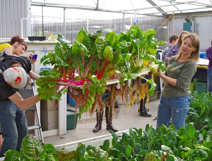 A group of people standing in a greenhouse with a bunch of Aquaponics For Life Deep Water Culture Raft Boards.