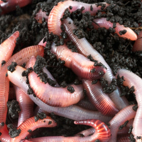 An intimate view of numerous Red Wiggler Composting Worms from Natures Footprint, totaling 1 LB (1000 worms), tangled together and partially obscured by soil—ideal for vermicomposting enthusiasts.