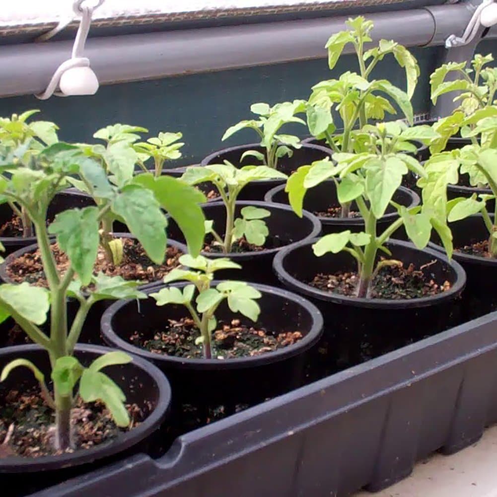 plant net pots 2″ Net Cup