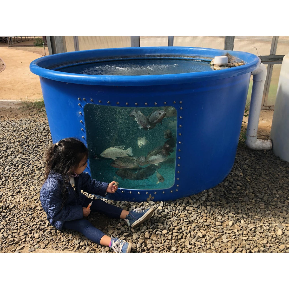 A little girl mesmerized in front of a blue fish tank, observing the captivating Go Green Aquaponics system.