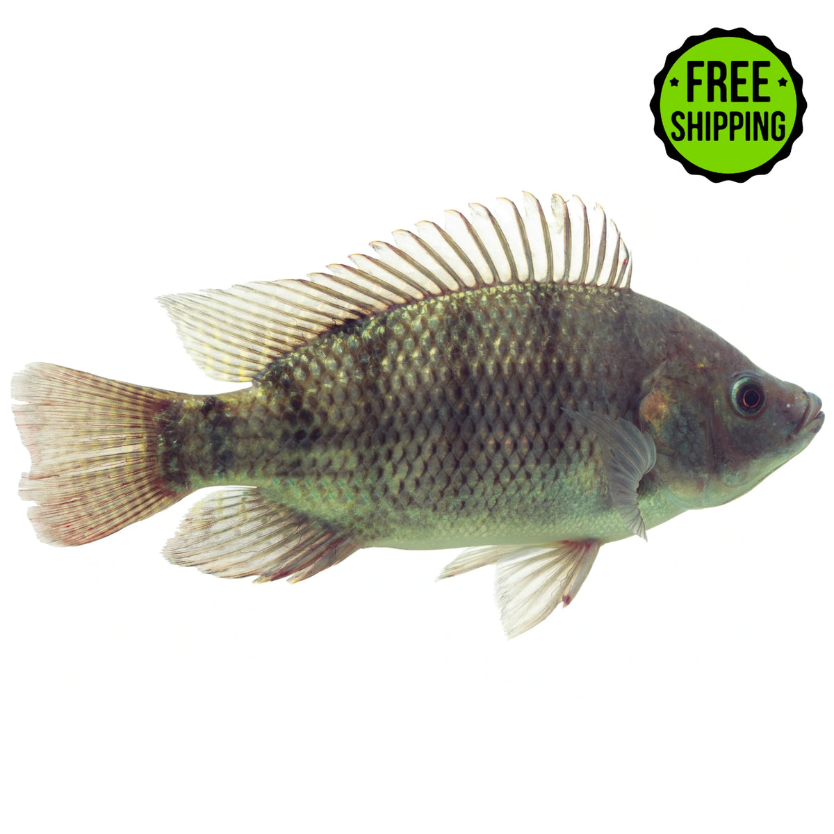 A live Black Mozambique Tilapia Fingerlings available for shipping with free delivery on a white background.