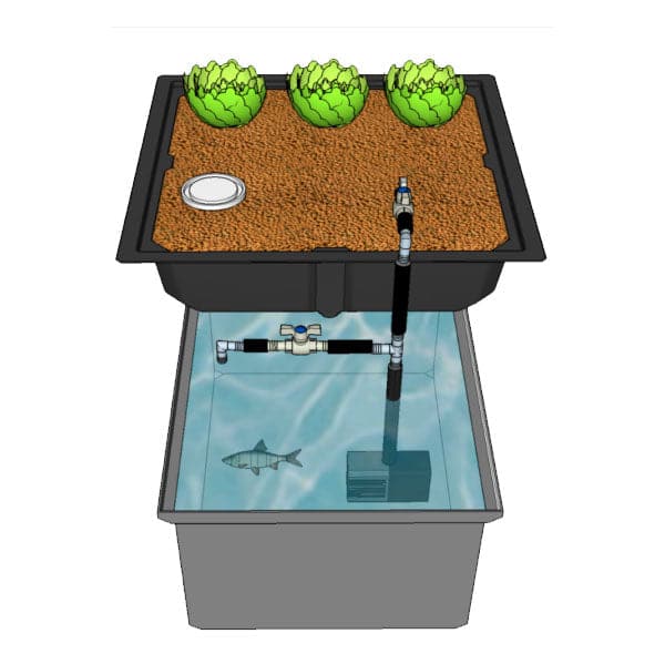 An aquaponics system with a tank containing a fish and plants, equipped with AquaParts T1 Aquaponics Plumbing Kit by TAS for timer-based drainage.