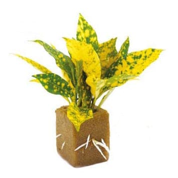 A yellow and green plant in a TAS Aquaminiums Grow Cubes – 3 pack container.