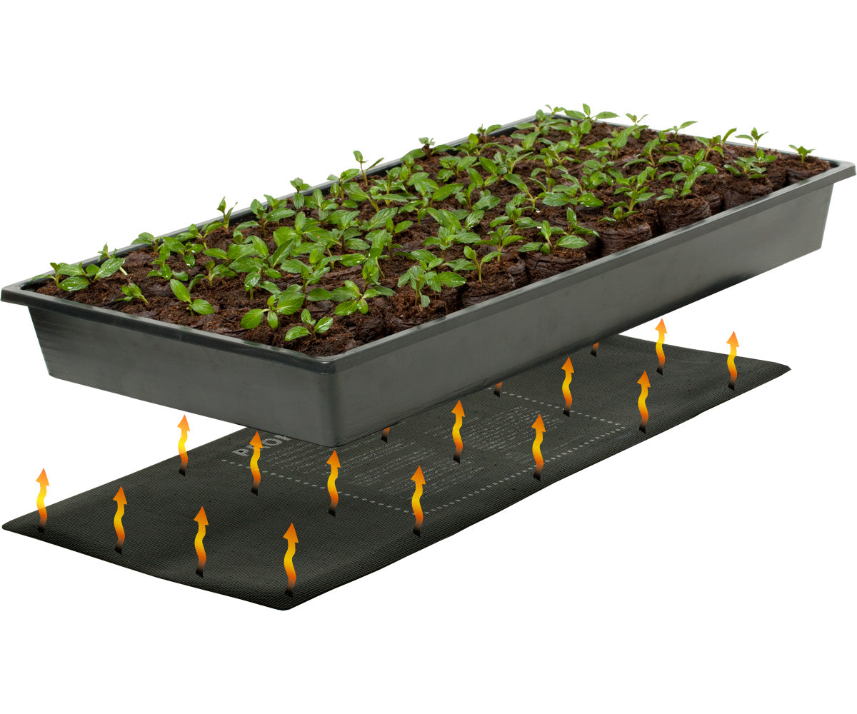 A black tray with plants growing on top of it, perfect for indoor gardening and seed starting in a TAS Germination Station with Heat Mat, 72-Cell Pack, 2&quot; Dome.
