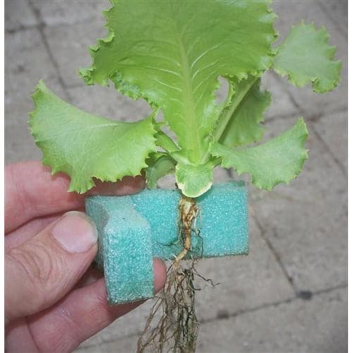 hydroponic plant holder GrowGrip Plant Holders 1inch