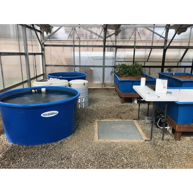 A Go Green Aquaponics system in a greenhouse with two blue tubs.