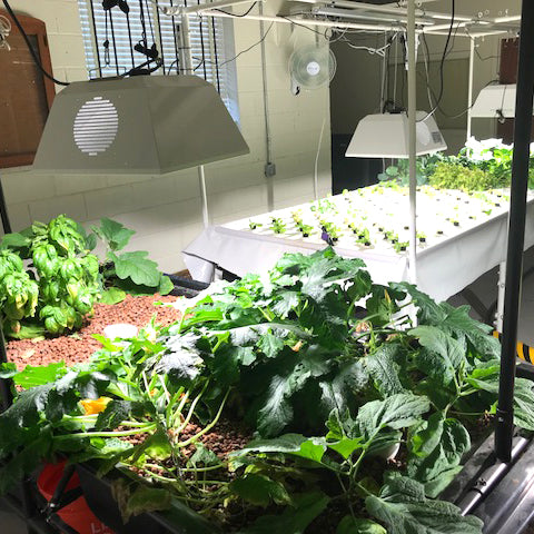 A room full of plants thriving under a TAS Production Lighting Package and aquaponic systems in a greenhouse.