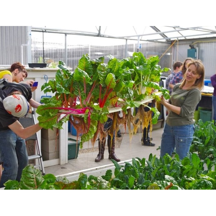 Deep Water Culture Raft Boards - Aquaponics For Life
