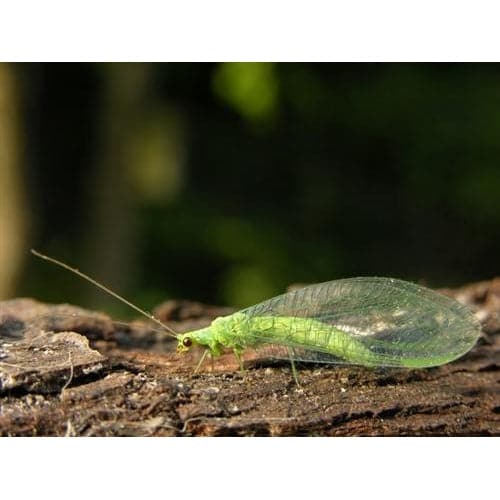 Green Lacewing Mail-Back - Aquaponics For Life