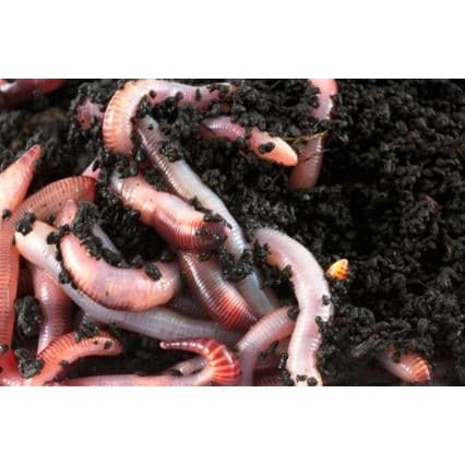 1 LB (1000) Live Red Wiggler Composting Worms - Aquaponics For Life